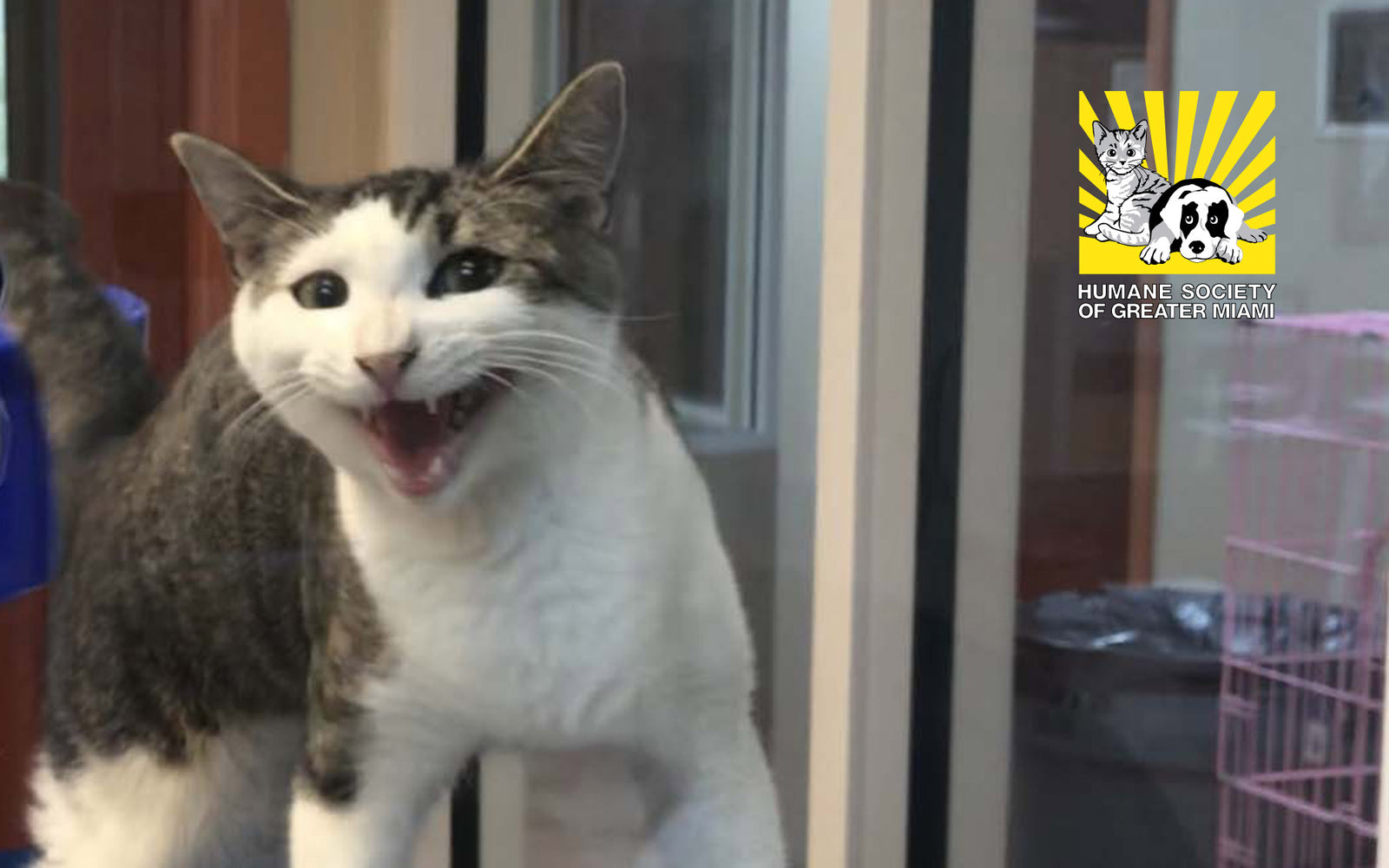 Humane Society of Greater Miami