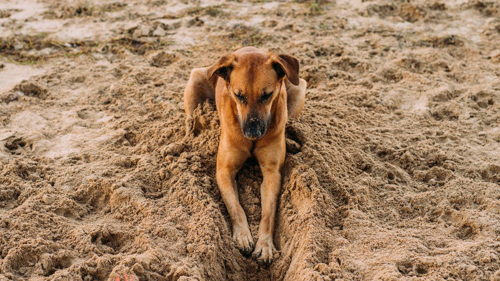 Frequently Asked Questions